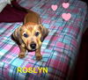 Roslyn