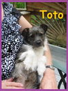 Toto