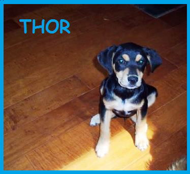 Thor