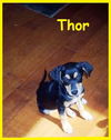 Thor