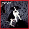 Trixie