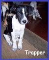 Trapper