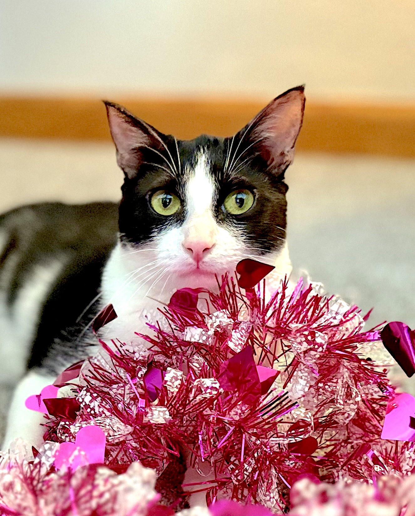 LUKE - Bonded with PomPom