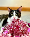 LUKE - Bonded with PomPom - Photo 1