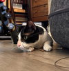 LUKE - Bonded with PomPom - Photo 5