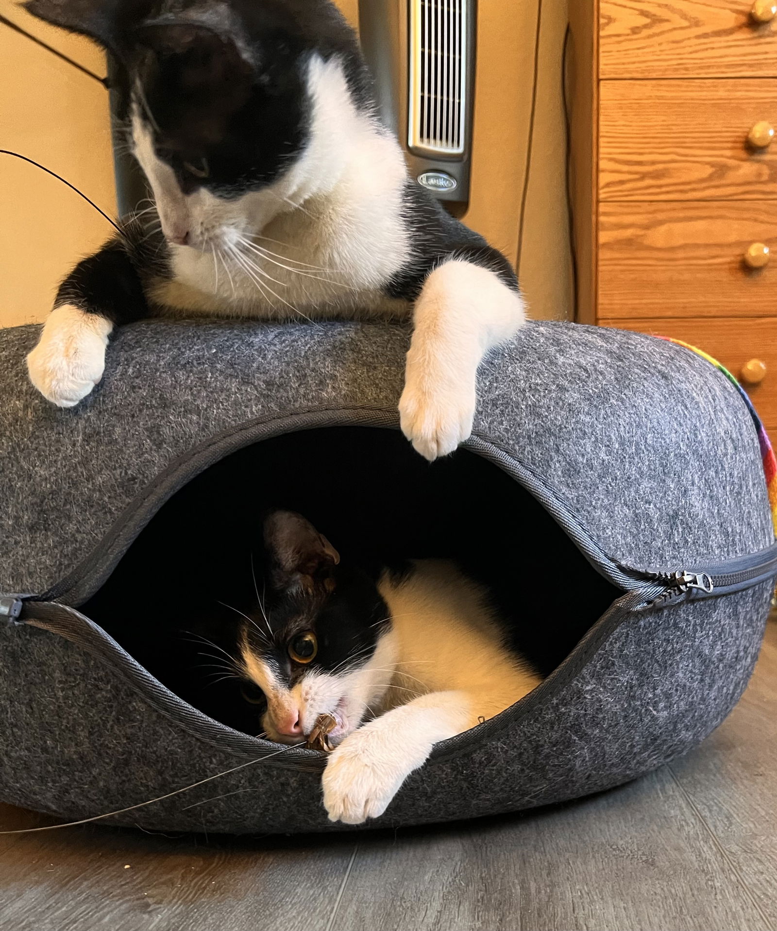 adoptable Cat in Fremont, CA named LUKE - Bonded with PomPom