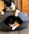 adoptable Cat in fremont, CA named LUKE - Bonded with PomPom