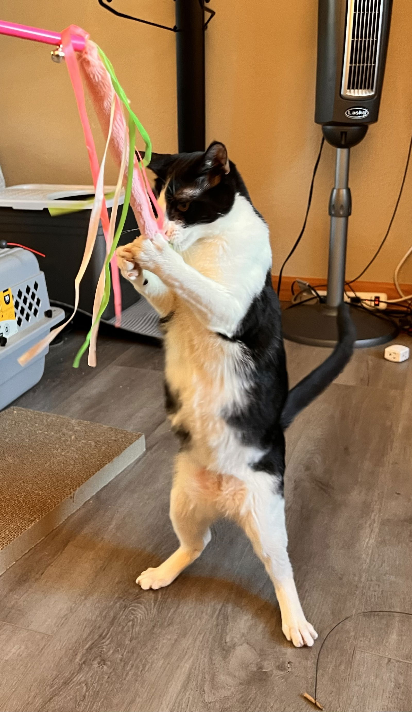 adoptable Cat in Fremont, CA named LUKE - Bonded with PomPom