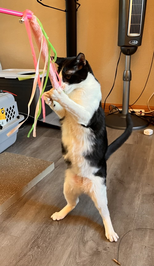 LUKE - BONDED WITH POMPOM - Domestic Short Hair available for adoption