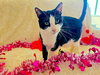 POM POM - Bonded with Luke - Photo 1