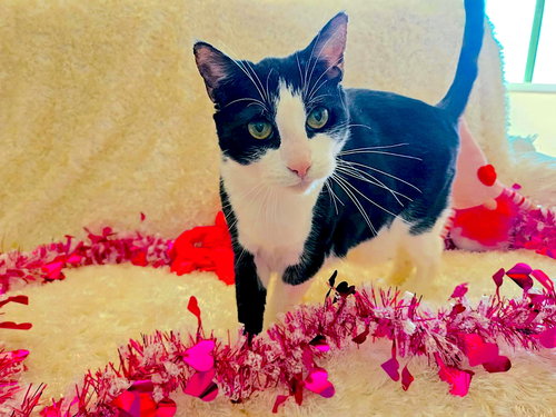 POM POM - BONDED WITH LUKE - Domestic Short Hair available for adoption