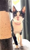 adoptable Cat in fremont, CA named POM POM - Bonded with LUKE