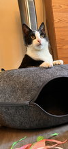 POM POM - Bonded with Luke - Photo 3