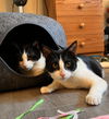 adoptable Cat in fremont, CA named POM POM - Bonded with LUKE
