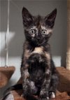 adoptable Cat in fremont, CA named PRADA