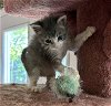 adoptable Cat in fremont, CA named SCHROEDER