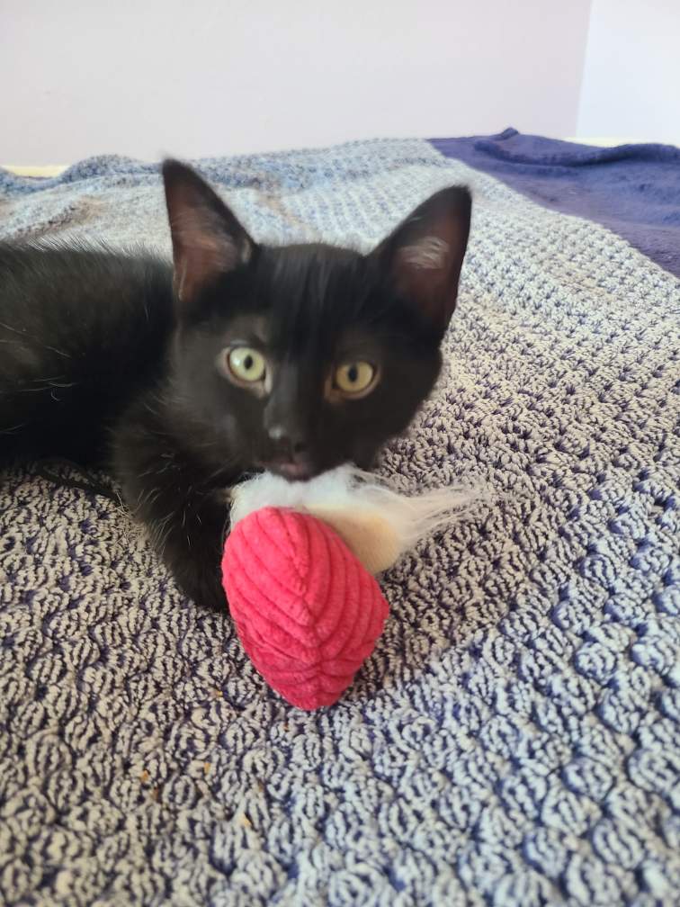 adoptable Cat in Fremont, CA named SPRITE - Bonded with Soot