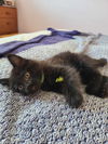 adoptable Cat in Fremont, CA named SOOT - Bonded with Sprite