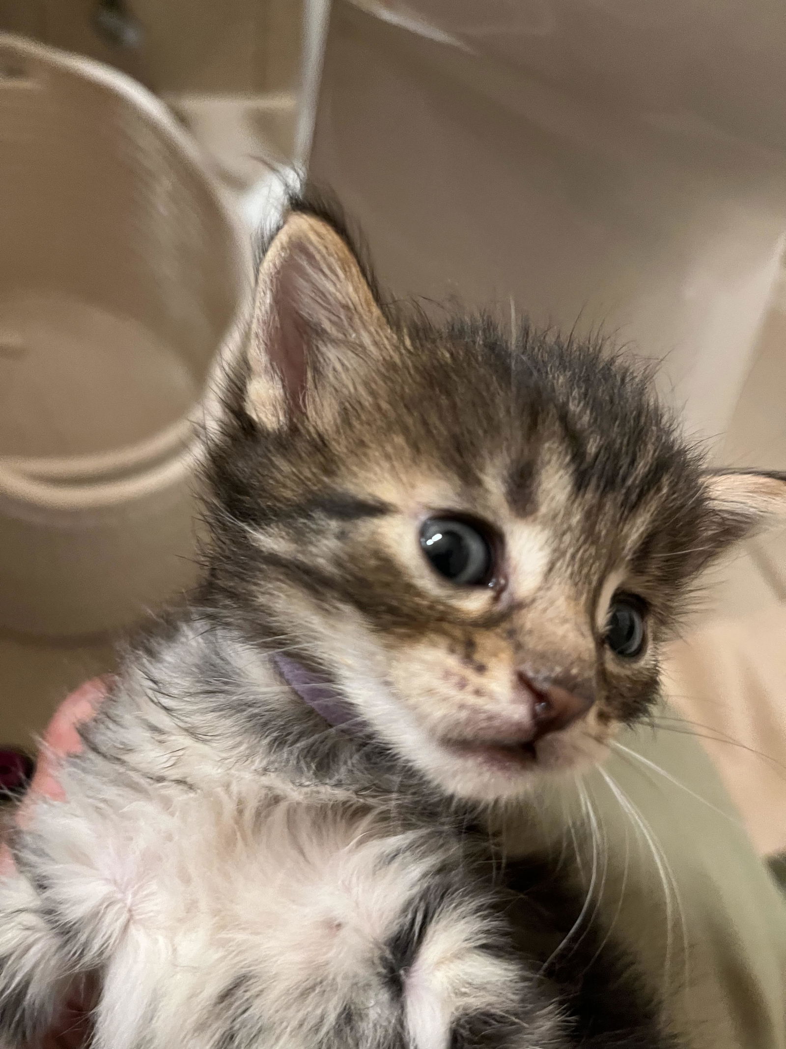 adoptable Cat in Fremont, CA named ZOE - Bonded with Tigger