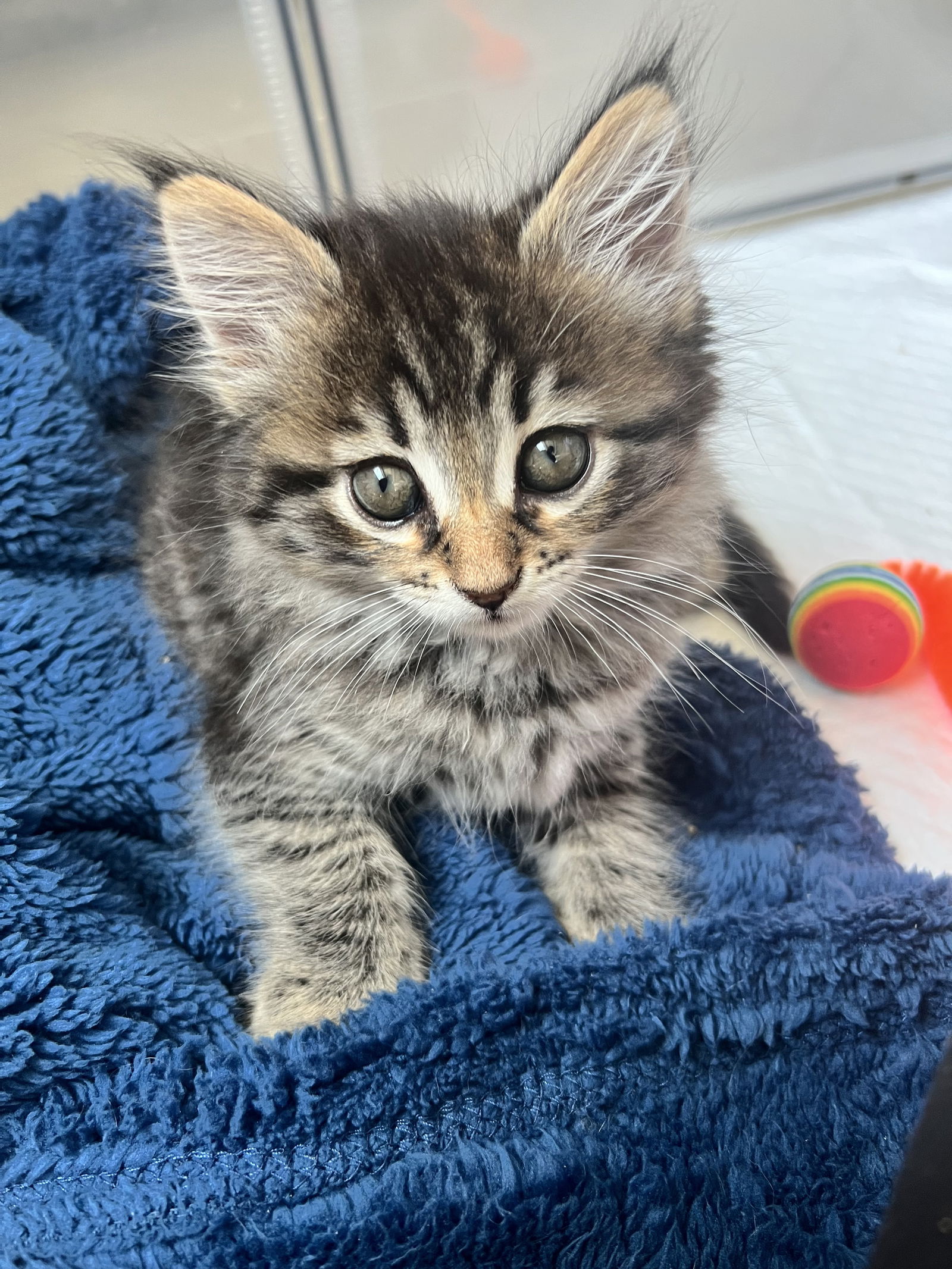 adoptable Cat in Fremont, CA named Teddy