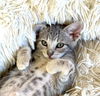 adoptable Cat in fremont, CA named Bri