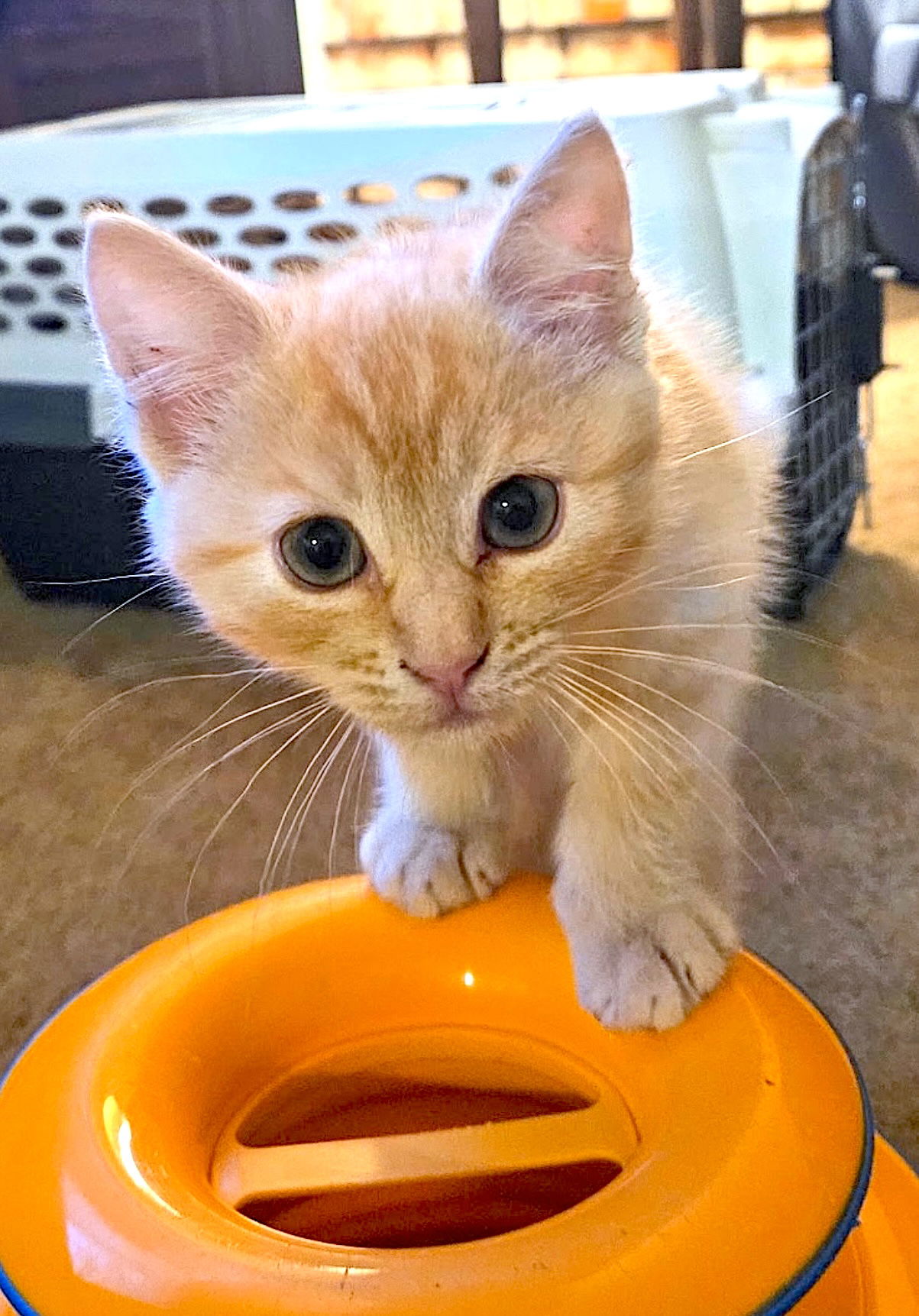 adoptable Cat in Fremont, CA named Creamsicle