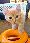 adoptable Cat in fremont, CA named Creamsicle