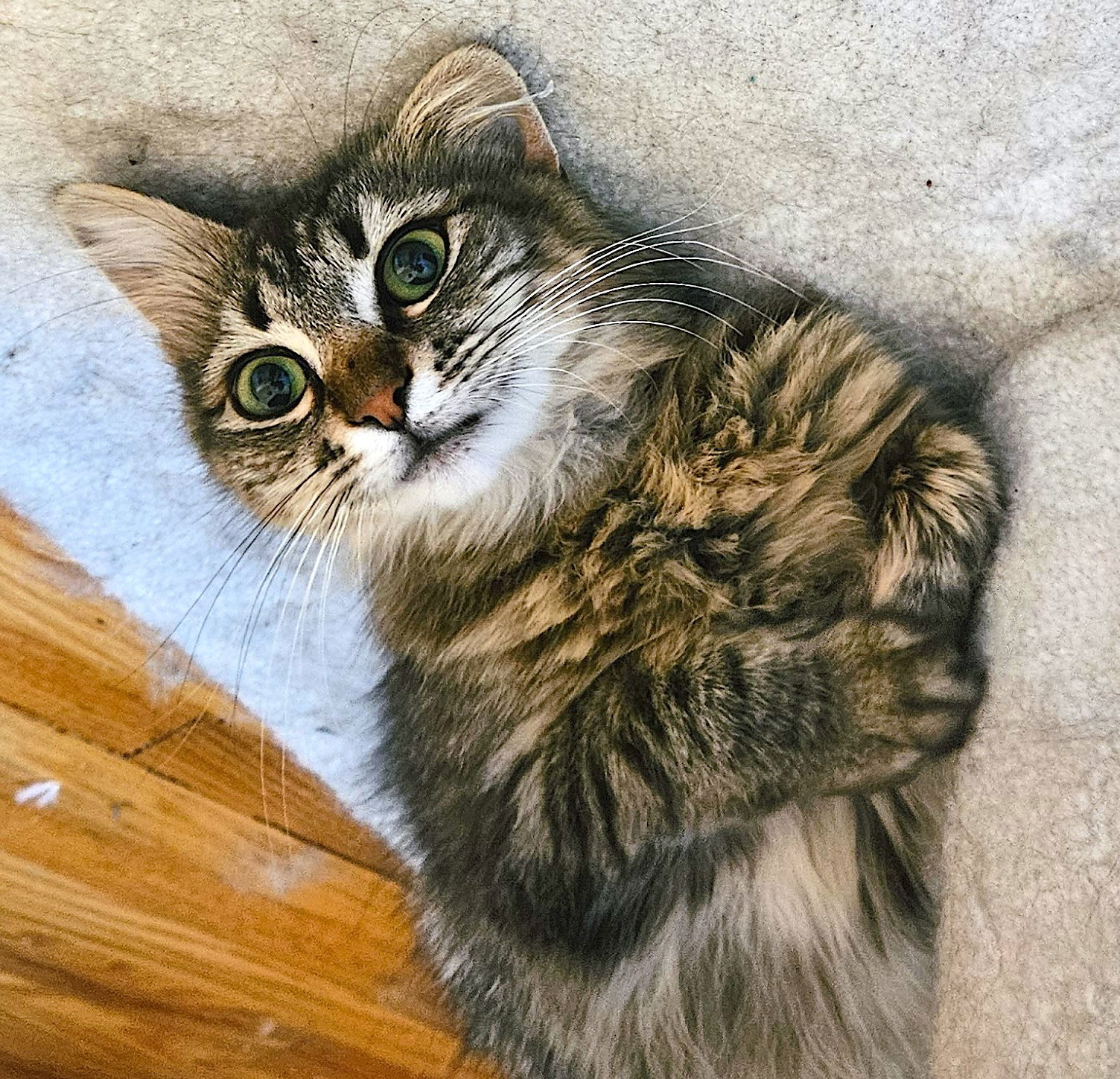 adoptable Cat in Fremont, CA named Madeline