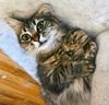 adoptable Cat in fremont, CA named Madeline