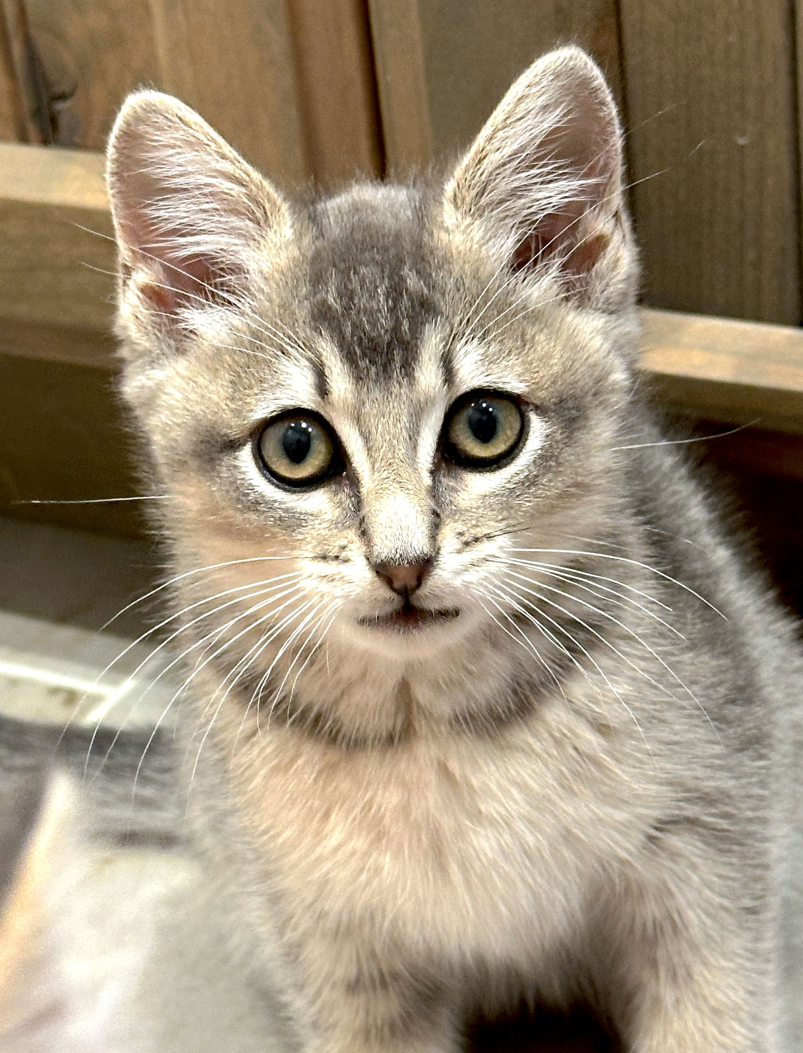 adoptable Cat in Fremont, CA named Stella