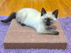 adoptable Cat in fremont, CA named Mocha