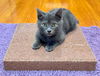 adoptable Cat in fremont, CA named Dusty