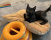 SHADE - bonded with Gizmo - Photo 1