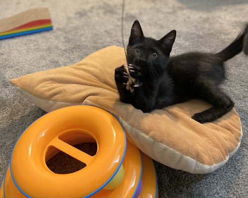 SHADE - BONDED WITH GIZMO - Domestic Short Hair available for adoption