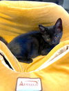 SHADE - bonded with Gizmo - Photo 2