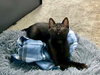 SHADE - bonded with Gizmo - Photo 5