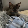 SHADE - bonded with Gizmo - Photo 3