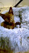 SHADE - bonded with Gizmo - Photo 4
