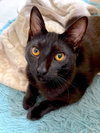SHADE - bonded with Gizmo - Photo 1