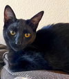 SHADE - bonded with Gizmo - Photo 2
