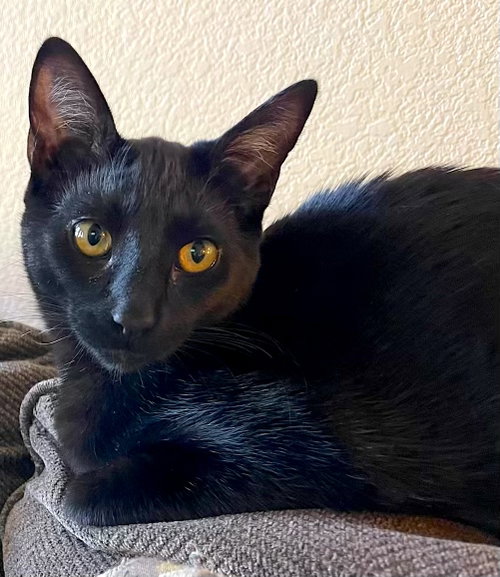 SHADE - BONDED WITH GIZMO - Domestic Short Hair available for adoption