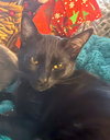 SHADE - bonded with Gizmo - Photo 3