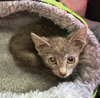 GIZMO - bonded with Shade - Photo 6