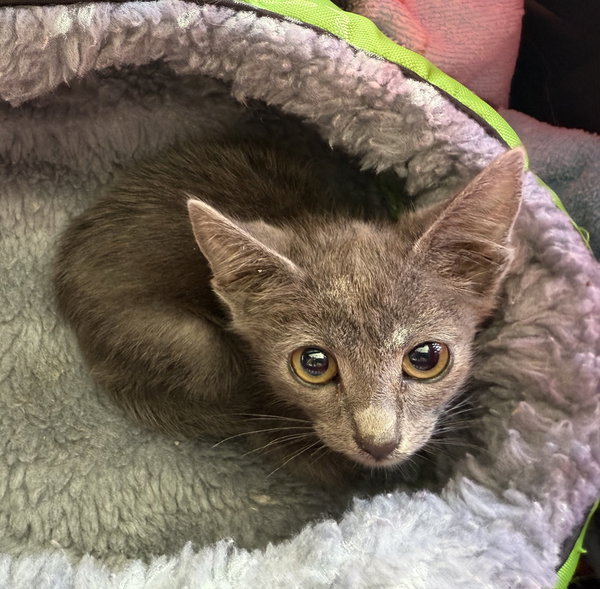 GIZMO - bonded with Shade