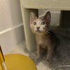GIZMO - bonded with Shade - Photo 1