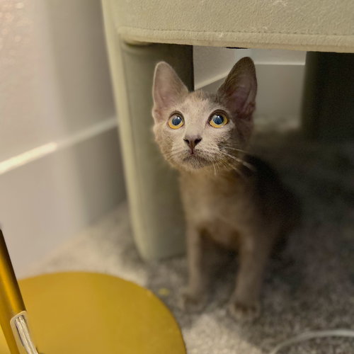 GIZMO - BONDED WITH SHADE - Domestic Short Hair available for adoption