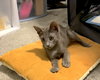 GIZMO - bonded with Shade - Photo 2