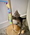 GIZMO - bonded with Shade - Photo 5