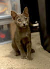 GIZMO - bonded with Shade - Photo 4