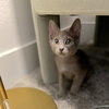 GIZMO - bonded with Shade - Photo 3